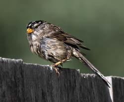 White-crowned Sparrow Photo