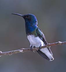 White-necked Jacobin