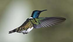 White-necked Jacobin