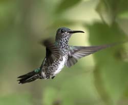 White-necked Jacobin