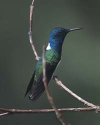 White-necked Jacobin