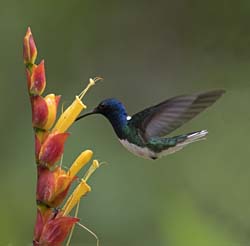 White-necked Jacobin