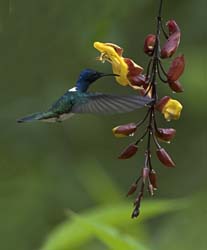 White-necked Jacobin