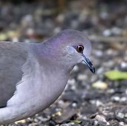White-tipped Dove