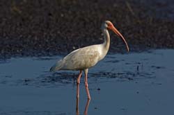 White Ibis Photo