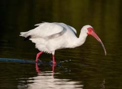 White Ibis Photo