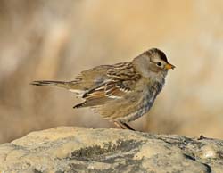 White-crowned Sparrow Photo