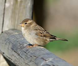 White-crowned Sparrow Photo