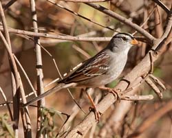 White-crowned Sparrow Photo