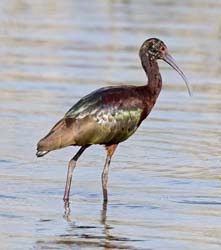 White-faced Ibis Photo