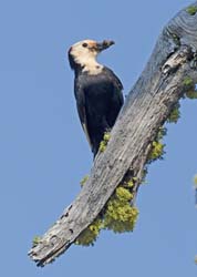 White-headed Woodpecker Photo