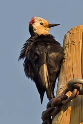 White-headed Woodpecker Photo