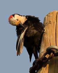 White-headed Woodpecker Photo