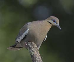 White-winged Dove Photo