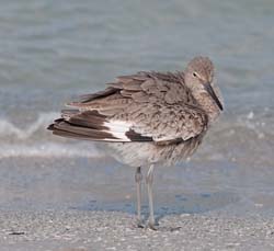 Willet Photo