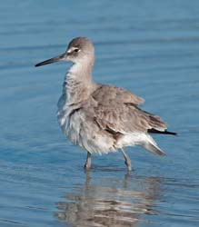 Willet Photo