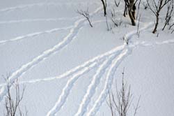 Willow Ptarmigan