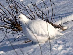 Willow Ptarmigan