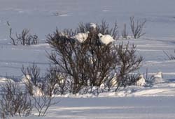 Willow Ptarmigan