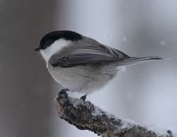 Willow Tit Photo