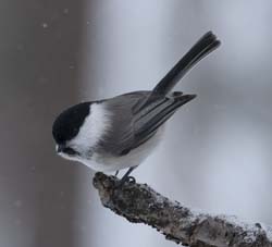 Willow Tit Photo