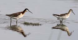 Wilson's Phalarope