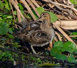 Wilson's Snipe Photo