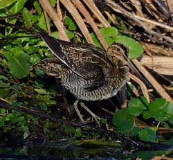 Wilson's Snipe Photo