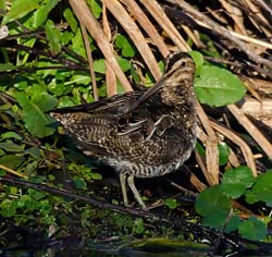 Wilson's Snipe Photo