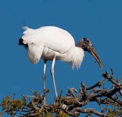 Wood Stork Photo