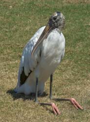 Wood Stork Photo