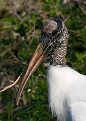 Wood Stork Photo