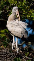 Wood Stork Photo