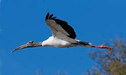 Wood Stork Photo