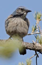 Woodhouse's Scrub-Jay Photo