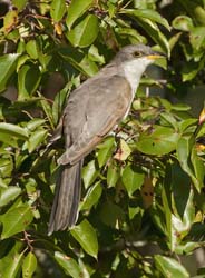 Yellow-billed Cuckoo Photo
