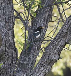 Yellow-billed Magpie Photo Picture