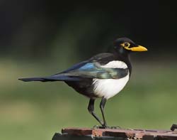 Yellow-billed Magpie Photo Picture