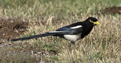 Yellow-billed Magpie Photo Picture