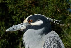 Yellow-crowned Night-Heron Photo