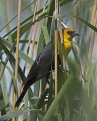 Yellow-headed Blackbird Photo Picture