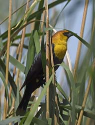Yellow-headed Blackbird Photo Picture