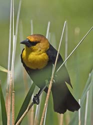Yellow-headed Blackbird Photo Picture