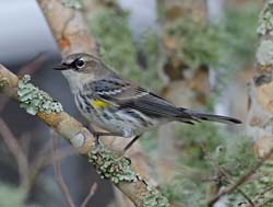 Yellow-rumped Warbler Photo Picture