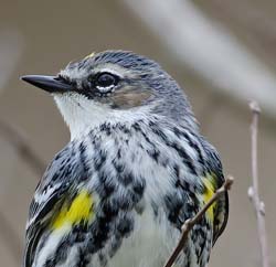 Yellow-rumped Warbler Photo Picture