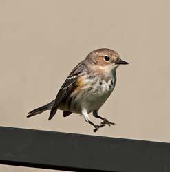 Yellow-rumped Warbler Photo Picture