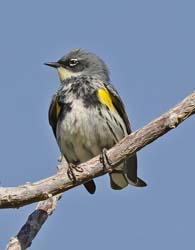 Yellow-rumped Warbler Photo Picture