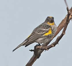 Yellow-rumped Warbler 