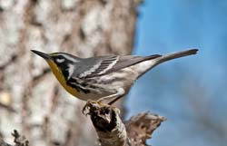 Yellow-throated Warbler Photo